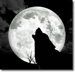 Wolf Howling at the Full Moon