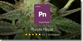 Purple Nepal: An Indica Strain